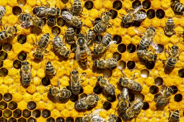 Queen Bee Moves Honeycombs Beginning Work Young Queen Bee — стокове фото