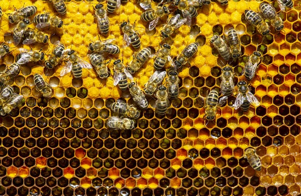 Arı Kolonisinin Gelişiminin Belirtileri Çerçevede Polen Nektar Bal Larva Kovanlara — Stok fotoğraf