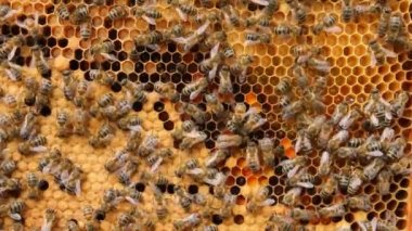 Bal arılarının koloni yaşamı. Çerçevede polenler, nektar, bal, larva ve kovanlara taşınan gelişmekte olan böceklerin kozaları yer alıyor.. 