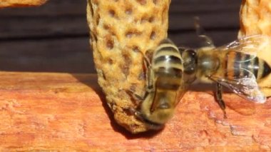 Bees opened cocoon queen bee. Bees create cocoon and take care of future queen bee. 