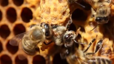  Arılar Kraliçe Arı 'nın kozadan çıkmasına yardım eder. Yeni bir hayatın başlangıcı. Geleceğin kraliçe arısı larvası bir balmumu kozasında gelişir. Arılar, gelecekteki kraliçe arıların larvalarıyla ve kozalarıyla ilgilenirler..