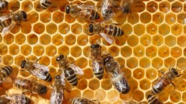 Arılar ve dronlar. Dronlar erkek arılardır. Arıların kraliçelerini döllerler..