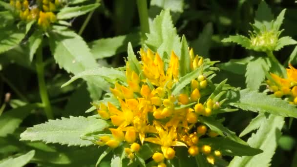 Planta Medicinal Raiz Dourada Rhodiola Rosea Beautiful Inflorescência Raiz Dourada Vídeo De Stock Royalty-Free