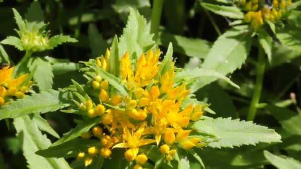 Heilpflanze Goldene Wurzel Rhodiola Rosea Schöner Blütenstand Der Goldenen Wurzel — Stockvideo