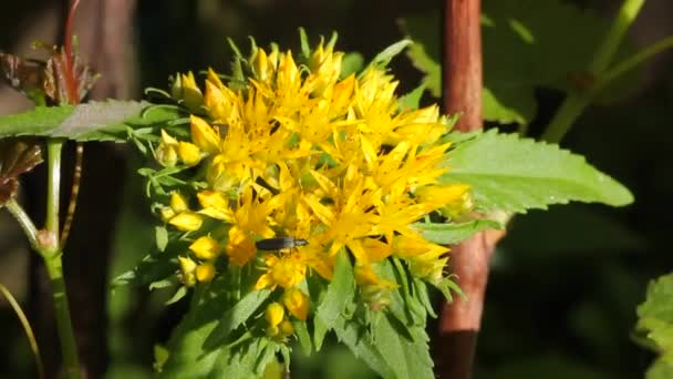 Planta Medicinal Raiz Dourada Rhodiola Rosea Beautiful Inflorescência Raiz Dourada Vídeo De Stock