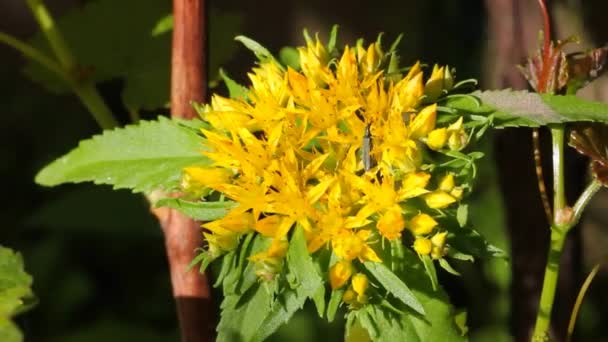 Planta Medicinal Raiz Dourada Rhodiola Rosea Beautiful Inflorescência Raiz Dourada Videoclipe