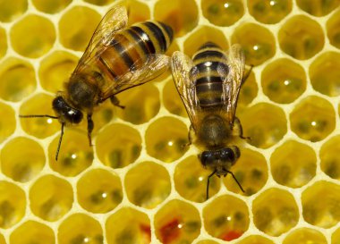 Arılar balmumu üretmek ve ondan peteğin inşa.