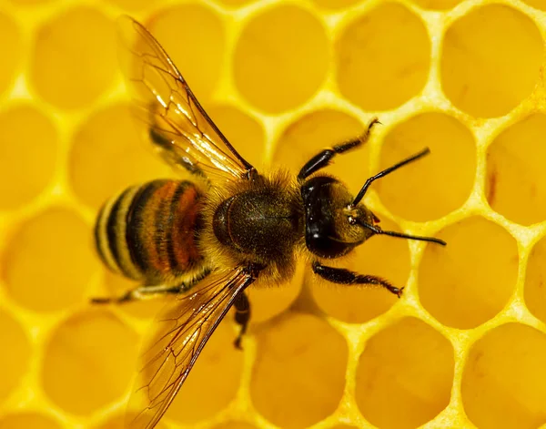 Vernünftige Insekten Sind Bienen Makrofotografie — Stockfoto