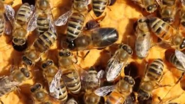 Balmumu kozalar Arıların gelecekteki larvalarıyla