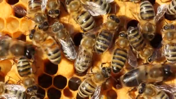 Wax Cocoons Larvae Future Bees — Stok video