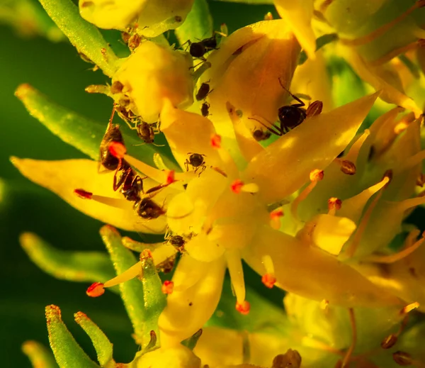 Aphids Golden Root Flowers Aphids Develop Young Leaves Stems Flowers — Stock Photo, Image