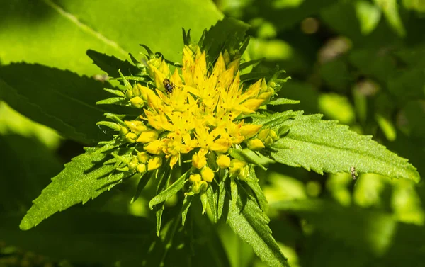 Gyógynövény Arany Gyökér Crassulaceae Család Rhodiola Rózsa Formájában Tea Használják — Stock Fotó