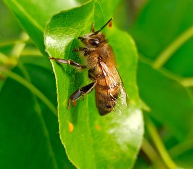 Arı, armut yaprağından balçığı toplar. Arı balçığı bala çevirir..