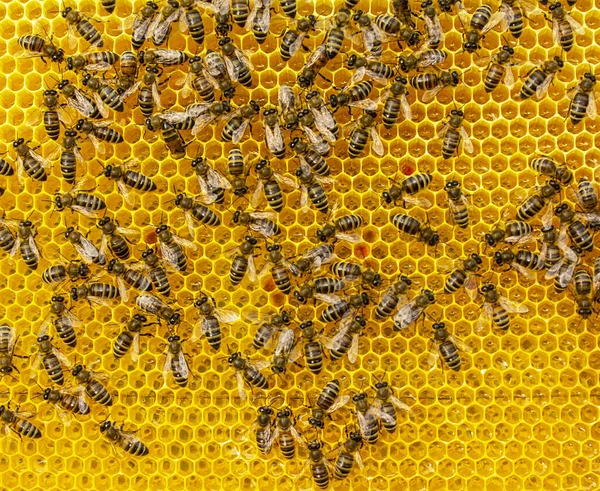 花の花粉 蜂蜜を櫛に入れます 色の調和 ミツバチが持ってきた花粉はハニーコンブに入れられた かれらはそれを蜂蜜で満たし — ストック写真