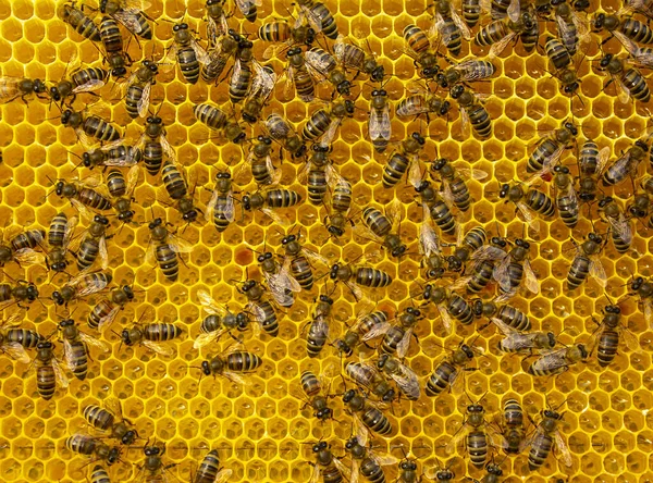 Una Belleza Sin Igual Culto Las Abejas Polen Flores Néctar — Foto de Stock