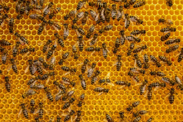 花花粉 花蜜和蜂蜜在梳子里 色彩和谐 蜜蜂带来的花粉被放在蜂窝里 他们会把蜂蜜装满 — 图库照片