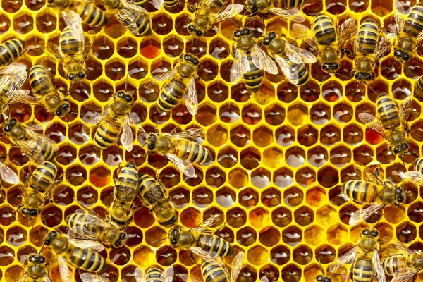 花の花粉 蜂蜜を櫛に入れます 色の調和 ミツバチが持ってきた花粉はハニーコンブに入れられた かれらはそれを蜂蜜で満たし — ストック写真