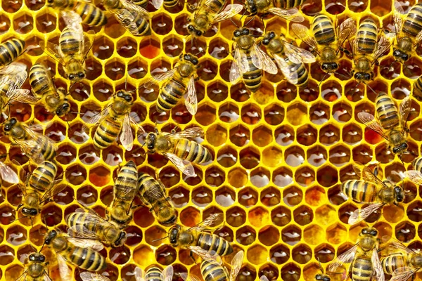 Blütenpollen Nektar Und Honig Waben Farbenharmonie Die Von Den Bienen — Stockfoto