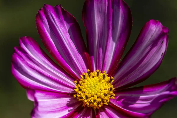 Kozmosz Szirmainak Ölelésében Kozmikus Virág Kinyílik Hogy Szépsége Látható Legyen — Stock Fotó