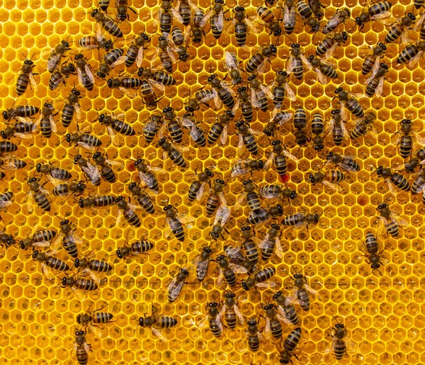 Nyak Méz Fésűben Színes Harmónia Méhek Nektárt Visznek Kaptárba Megtöltik — Stock Fotó