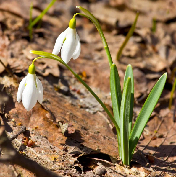 Tender Pristine Beauty Nature Snowdrop Galanthus Belongs First Flowers Spring — Stock Photo, Image