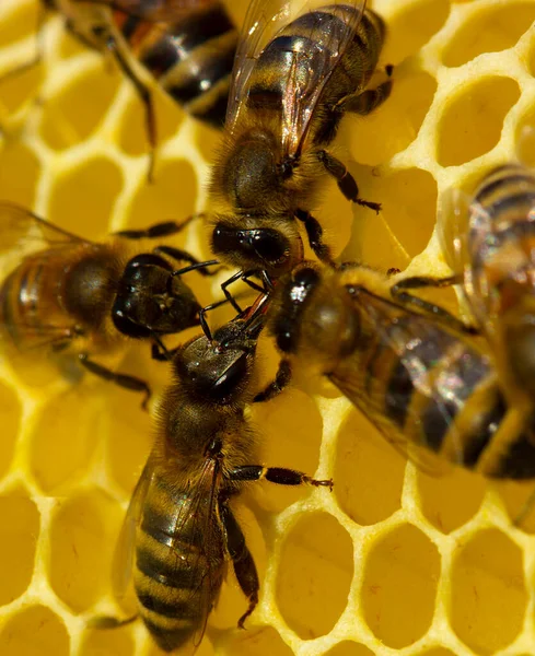 Construyendo Abejas Instintivas Trabajo Concertado Colonia Abejas —  Fotos de Stock