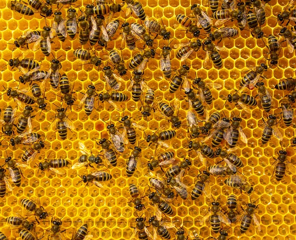 蜂は蜜をハニカムに注ぐ 蜂は蜜を巣に持ってきて蜂の巣を満たす — ストック写真
