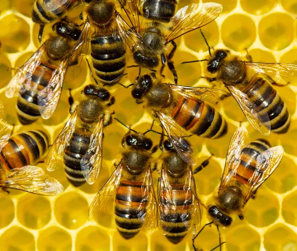 Pszczoły Produkują Wosk Budują Niego Plastry Miodu Spokojna Dobrze Skoordynowana — Zdjęcie stockowe