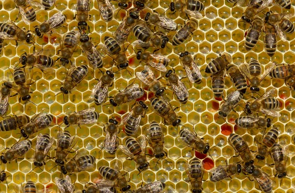 Méhek Nyugodt Jól Koordinált Munkája Kaptárban — Stock Fotó