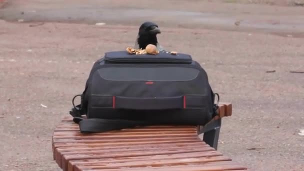 Gray Crow Always Waiting Meeting Photographer She Gladly Accepts Food — Wideo stockowe