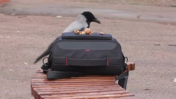 Gray Crow Always Waiting Meeting Photographer She Gladly Accepts Food — Wideo stockowe