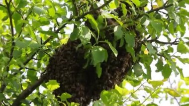 Bal arısı sürüsü üremelerinin önemli bir aşaması. Arı kolonisinin bir parçası, kraliçeyle birlikte kovanın dışına uçtu ve bir ağaç dalına yerleşti..