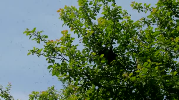 Rojivé Včely Včely Vyletěly Úlu Usadí Větvi Stromu — Stock video