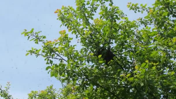 Σμήνη Μελισσών Μέλισσες Πέταξαν Έξω Από Την Κυψέλη Και Είναι — Αρχείο Βίντεο