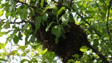 Swarming of honey bees is an important stage of their reproduction. Part of the colony of bees, together with the queen, flew out of the hive and settled on a tree branch.