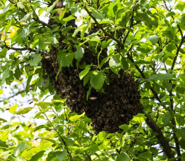 Arı kolonisinin bir parçası, kraliçeyle birlikte kovanın dışına uçtu ve bir ağaç dalına yerleşti..