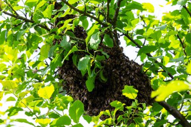 Arı kolonisinin bir parçası, kraliçeyle birlikte kovanın dışına uçtu ve bir ağaç dalına yerleşti..