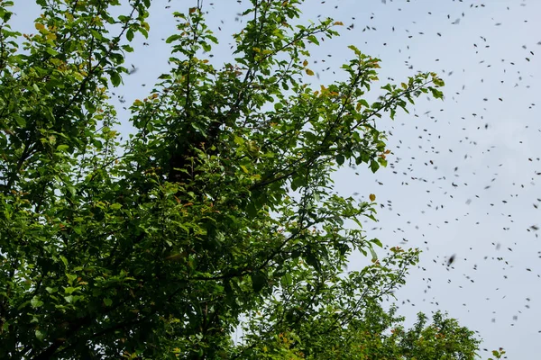 Swarming Bees Bees Have Flown Out Hive Settle Tree Branch — Stock Photo, Image