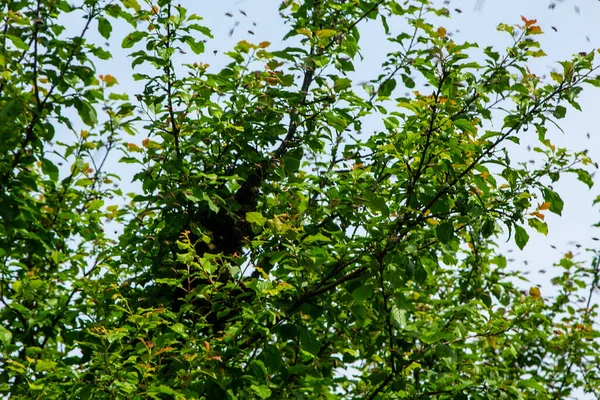 Swarming Bees Bees Have Flown Out Hive Settle Tree Branch — Zdjęcie stockowe