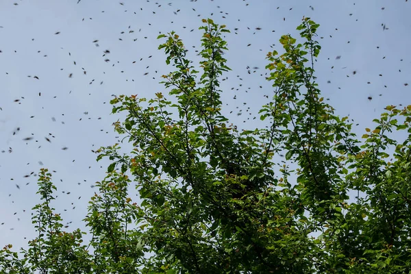 Swarming Bees Bees Have Flown Out Hive Settle Tree Branch — Foto de Stock