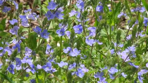 ヴェロニカ セルピリフォリア薬用植物美しい花の背景 — ストック動画
