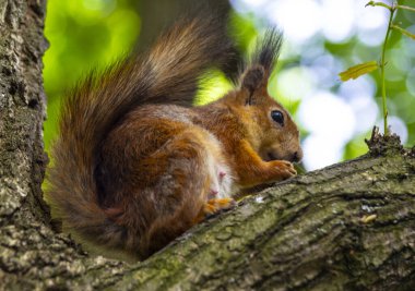 Görünüşüne bakılırsa sincabın bebekleri var..