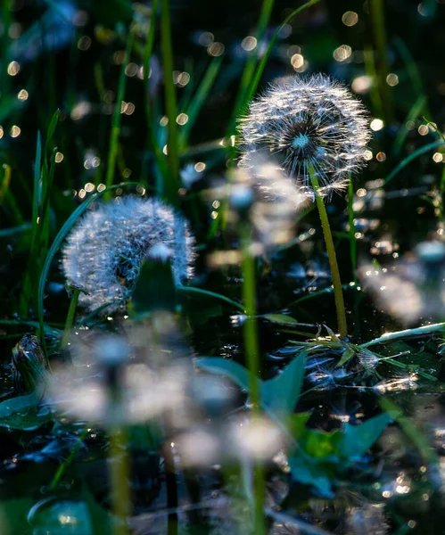 Rays Setting Sun Balls Dandelions Acquired Crystal Color — Stock Photo, Image