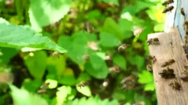 İyi bir bal toplama sırasında arıların aktif hareketi. Arıların kovana nektar ve polen taşıması..