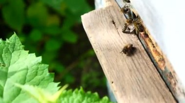 İyi bir bal toplama sırasında arıların aktif hareketi. Arıların kovana nektar ve polen taşıması..