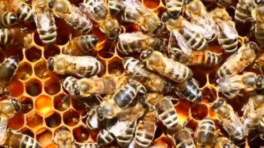 Arıların bal peteğindeki incelemesi. Arıcı, arıların koloninin gelişimini izleyen arıları denetliyor..