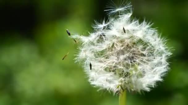 Een Paardebloem Bal Wordt Verscheurd Door Wind Bal Bestaat Uit Stockvideo