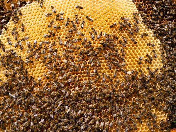 Bees build up with honeycombs all the free space in the hive. They lay eggs in them, place nectar and honey.