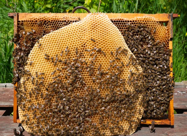 蜂は巣の中のすべての自由なスペースをハニカムで構築します かれらはそこに卵を産み 蜜と蜜を飲み — ストック写真