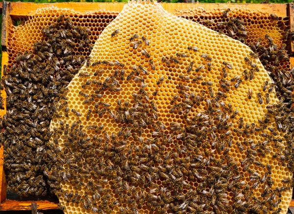 蜂群与蜂窝一起筑成蜂窝中所有的自由空间 它们在里面产卵 放花蜜 — 图库照片